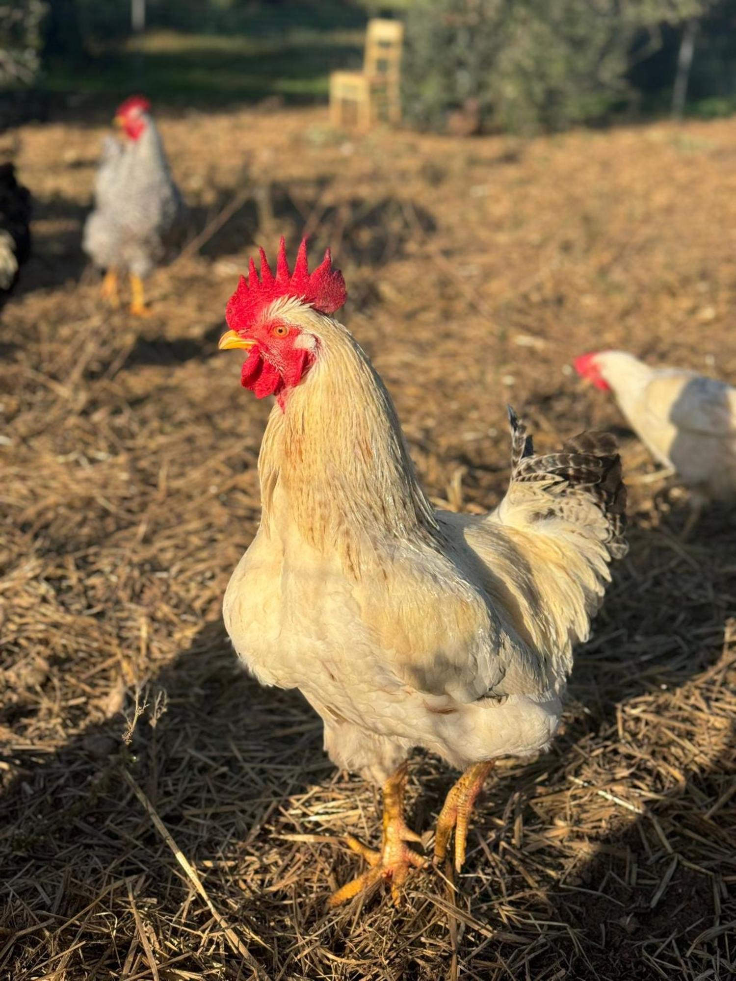 Tenuta Calitre Melendugno Bagian luar foto