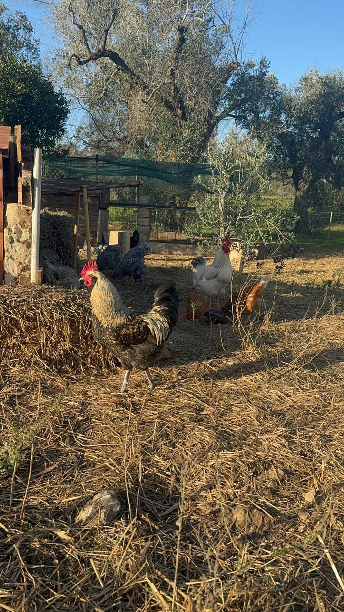 Tenuta Calitre Melendugno Bagian luar foto