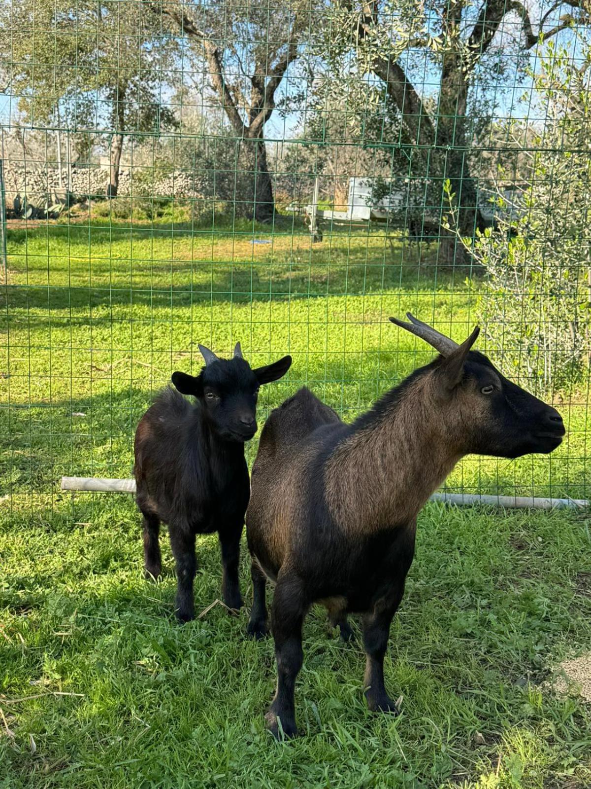 Tenuta Calitre Melendugno Bagian luar foto